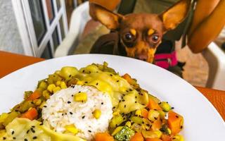 hongerig hond wil naar eten Bij tafel in restaurant Mexico. foto