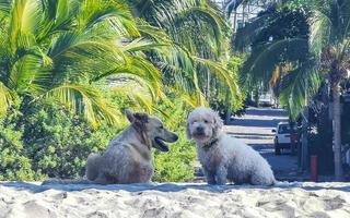 honden kom tot rust Speel in zand Aan strand met palmen Mexico. foto