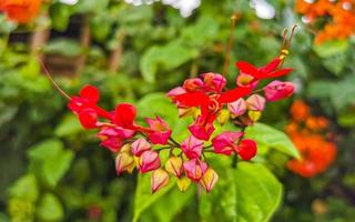 Purper roze rood bloemen planten in tropisch Woud natuur Mexico. foto