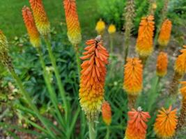 groen fabriek met oranje bloem bloemblaadjes in voorjaar foto