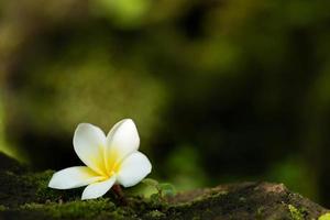 mooi helder groen mos gegroeid omhoog Hoes de ruw stenen en Aan de verdieping in de Woud. tonen met macro visie. rotsen vol van de mos structuur in natuur voor behang. foto