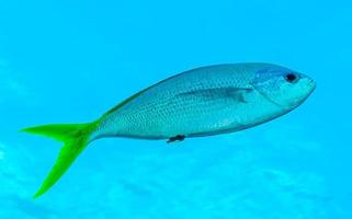 dichtbij omhoog van vis zwemmen door in oceaan foto