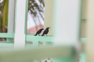 twee kraaien zittend Aan balkon balustrade foto