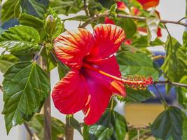 detailopname afbeelding van rood gekleurde hibiscus bloesem in zomer foto