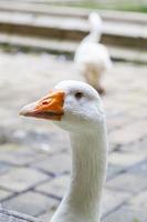 portret van wit gans hoofd met oranje bek foto