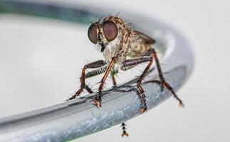 macro schot van een vlieg met verbinding ogen foto