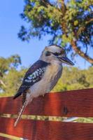 dichtbij omhoog afbeelding van een kookaburra vogel in Australië foto