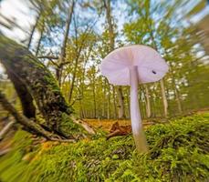 dichtbij omhoog van boom paddestoel in herfst Duitse Woud foto