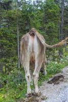 achterkant van een koe in de oostenrijks Alpen foto