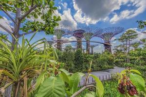 panoramisch afbeelding van tuinen door de baai in Singapore gedurende dag foto