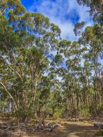 eucalyptus bossen in Australië gedurende dag in zomer foto