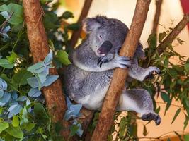 koala beer in Australië klampt zich vast naar boom foto