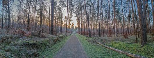 beeld van een voetpad door een winters Woud foto