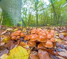 dichtbij omhoog van boom paddestoel in herfst Duitse Woud foto