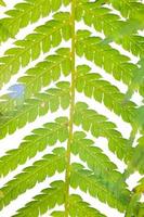 detailopname afbeelding van een tropisch varen blad foto