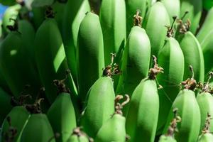 vers natuurlijk bananen voedsel achtergrond detailopname foto