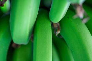 vers natuurlijk bananen voedsel achtergrond detailopname foto