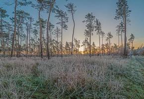 beeld van winter Woud gedekt met ijs in de ochtend- Bij zonsopkomst foto