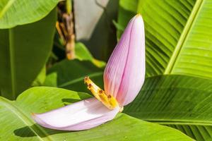 dichtbij omhoog van roze water lilly gedurende zomer foto