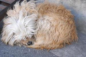 bruin hond aan het liegen Aan de kant van de weg foto