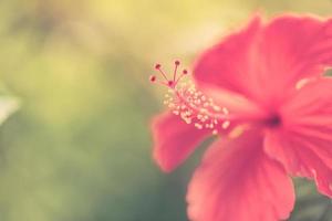 artistiek zomer natuur detailopname, inspirerend bloem achtergrond Aan wazig zonlicht. hibiscus bloem bloeiend tegen een achtergrond van mooi wazig natuur. foto