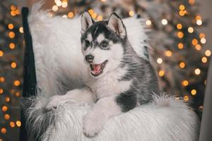 schor puppy is aan het liegen Aan een zwart houten stoel met wit kunstmatig vacht tegen de achtergrond van een Kerstmis boom met feestelijk lichten foto