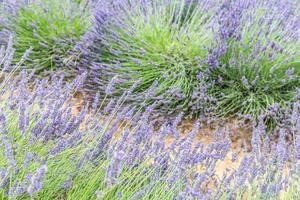 mooi natuur detailopname van lavendel veld, lavendel rijen in valensole, provence. natuurlijk kleuren in zacht zonlicht, helder natuur zomer veld- en weide foto