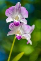 orchidee bloem in tropisch tuin. detailopname van roze Purper bloeiend exotisch bloemen tuin detailopname foto