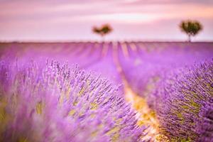 lavendel veld- zomer zonsondergang landschap in de buurt valensole. Provence, Frankrijk. geweldig natuur landschap, artistiek zonsondergang licht met wazig achtergrond, inspirerend natuur visie. mooi vredig tafereel foto