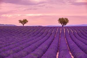 zonsondergang veld- met roze Purper lavendel in de zomer met een bewolkt lucht. landschap net zo geweldig landschap concept. vredig natuur, schemering lucht, schemering. majestueus natuur foto