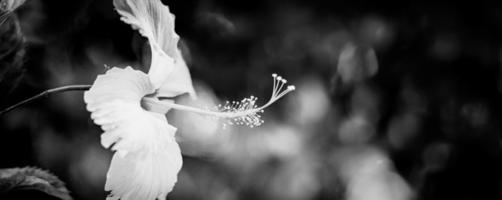 wit hibiscus hoofd met donker dramatisch gebladerte Aan minimalistische zwart achtergrond. abstract zwart en wit tropisch natuur detailopname. artistiek bloemen macro, minimaal samenstelling, natuurlijk voorjaar monochroom foto