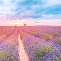 kleurrijk natuur landschap. romantisch zomer visie van lavendel veld- en zonsondergang lucht. zomer landschap weide en bloemen, oranje Purper kleuren. droomlandschap, vredig natuur. inspirerend landschap foto