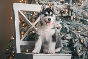 schor puppy is aan het liegen Aan een wit houten stoel tegen de achtergrond van een Kerstmis boom met feestelijk lichten foto