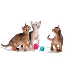 drie rasecht abessijn kittens met gekleurde ballen van wol Aan een wit achtergrond foto