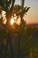 mooi berg as bladeren in de zomer instelling zon. mooi geel zonsondergang en groen bladeren in zomer. foto