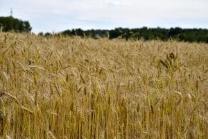 een veld- van tarwe Aan een zonnig dag. tarwe oren detailopname. een agrarisch veld- met een graan Bijsnijden. foto