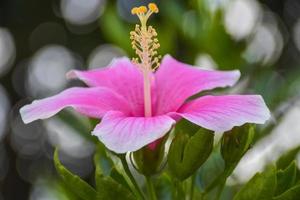 roze hibiscus bloemen bloeiend met mooi bloemblaadjes in de Thais tuin foto