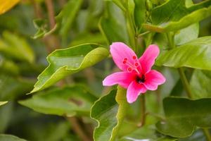 roze hibiscus bloemblad bloeiend schoonheid natuur in Thais tuin foto