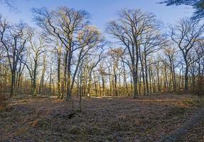 panoramisch beeld van winter Woud vrij van bladeren met lang schaduwen onder laag zon foto