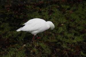 een visie van een gans Bij Martin louter natuur reserveren foto