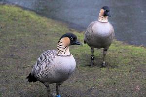 een visie van een gans Bij Martin louter natuur reserveren foto