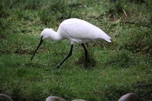 een visie van een lepelaar Bij Martin louter natuur reserveren foto