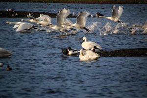 een visie van een hoer zwaan Bij Martin louter natuur reserveren foto