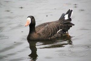 een visie van een gans Bij Martin louter natuur reserveren foto