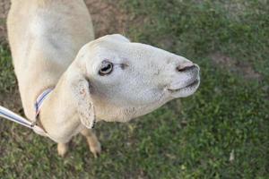 detailopname portret wit schapen scheren foto