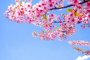 zacht focus, kers bloesem of sakura bloem tegen blauw lucht mooi Aan achtergrond een voorjaar dag foto