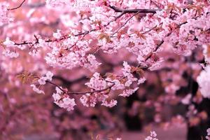 zacht pastel kleur mooi kers bloesem sakura bloeiend met vervagen in pastel roze sakura bloem, vol bloeien een voorjaar seizoen in Japan foto