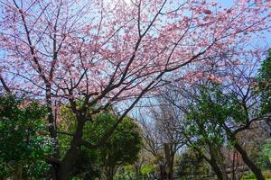 roze kers bloesem sakura bloemen vol bloeien een voorjaar seizoen in Japan foto