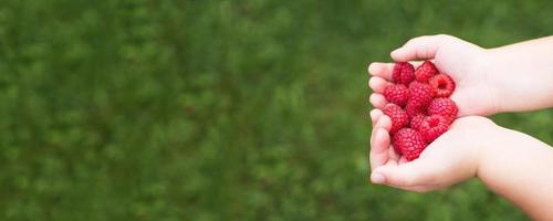 weinig meisje kind Holding een handvol van rood bessen, frambozen. banier foto