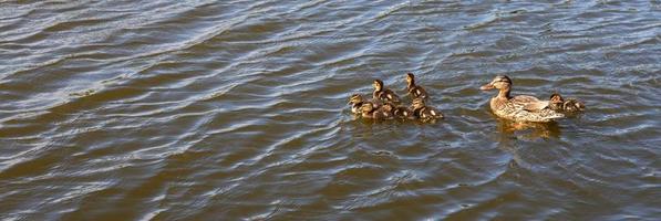 moeder eend met haar mooi, pluizig eendjes zwemmen samen Aan een meer. wild dieren in een vijver foto